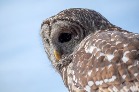 Wildlife predator beak