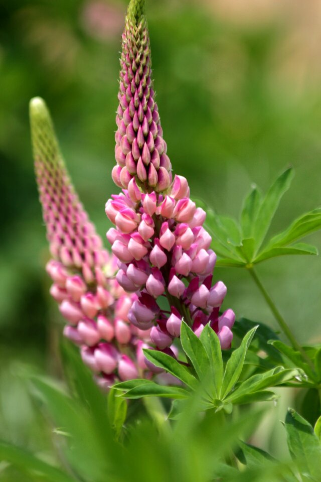Summer outdoors pink flowers