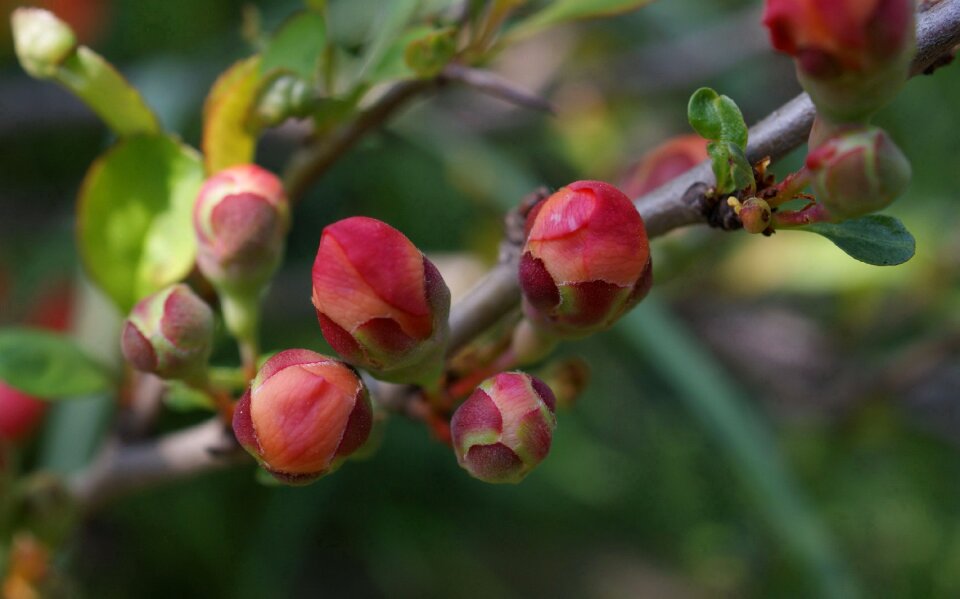 Fauna flowers macro