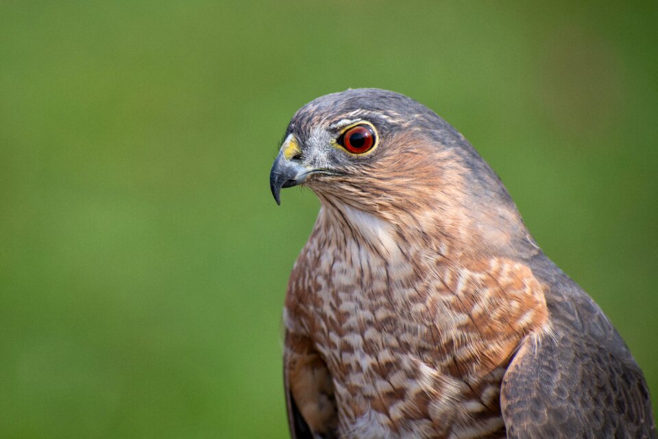 Bird wild predator