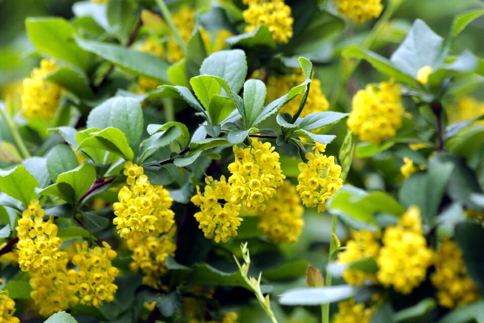 Bloom flowers yellow flowers