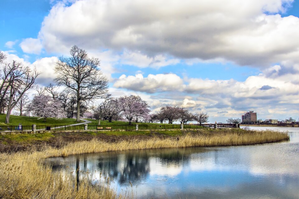 Tree sky druid hill park