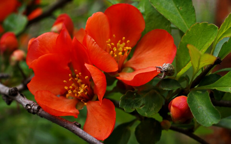 Fauna flowers macro