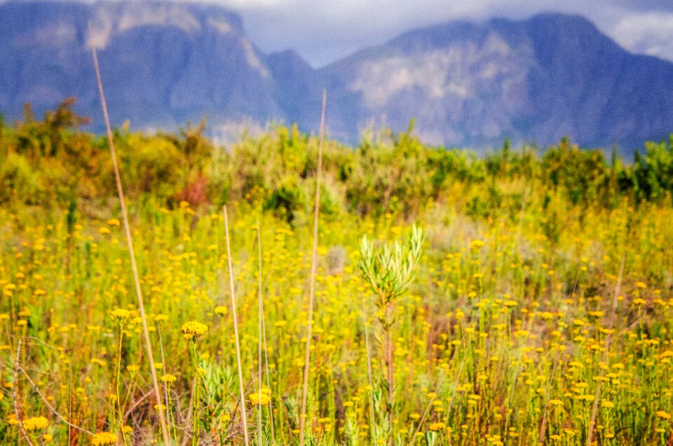 Yellow nature landscape
