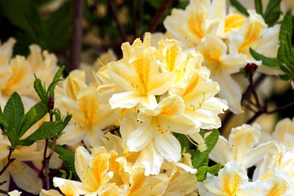 Flowers shrub nature