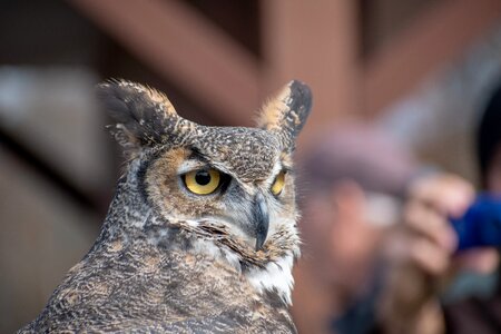 Nature nocturnal wildlife photo