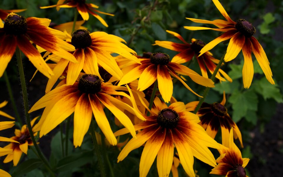 Fauna flowers macro