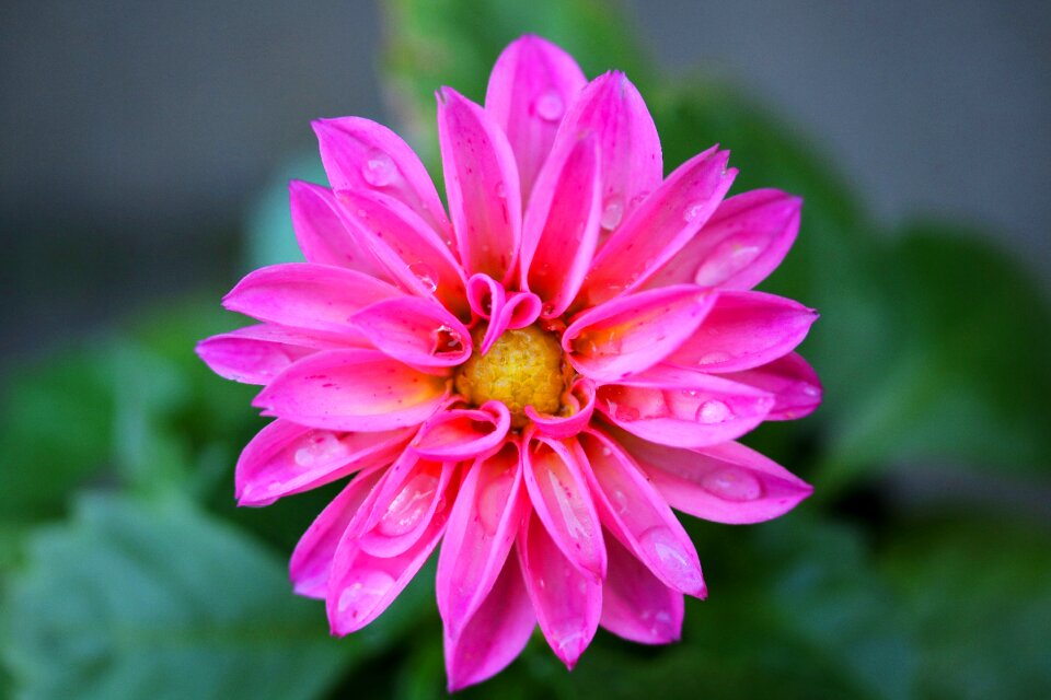 Flower pink summer