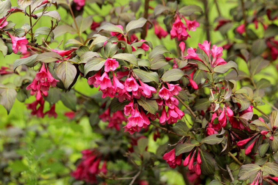 Pink flowers summer green leaves