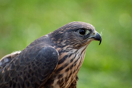 Beak hawk raptor photo