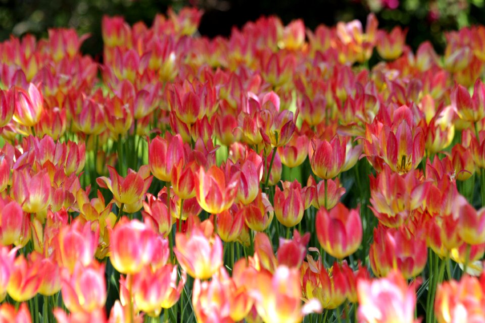 Nature bloom garden