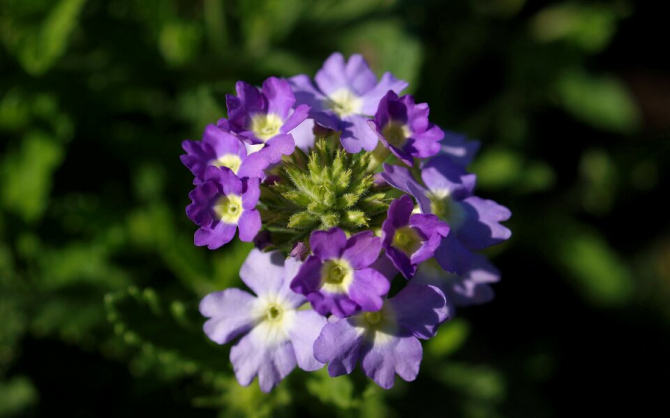 Fauna flowers macro photo