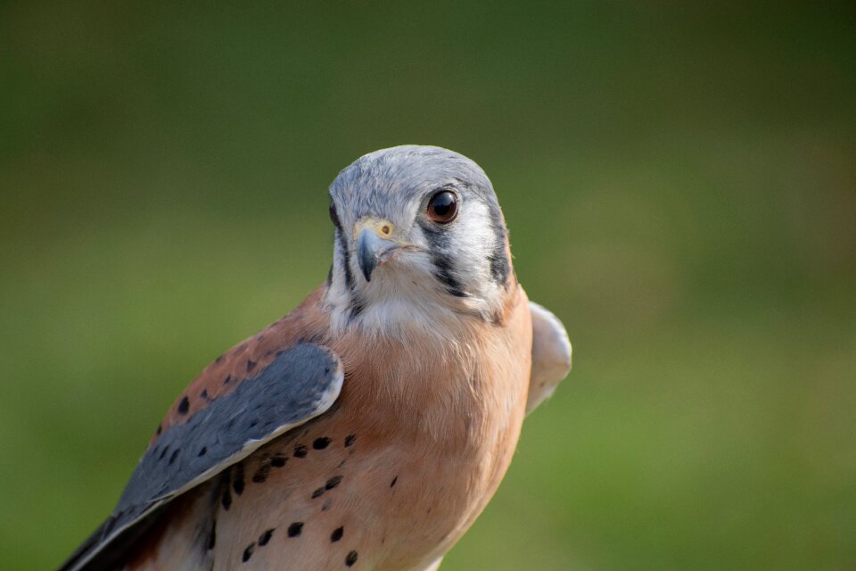 Raptor falconry bird