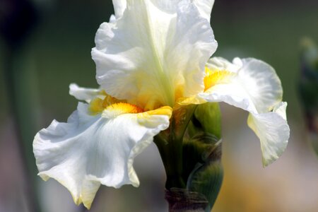 Nature garden flowers garden photo