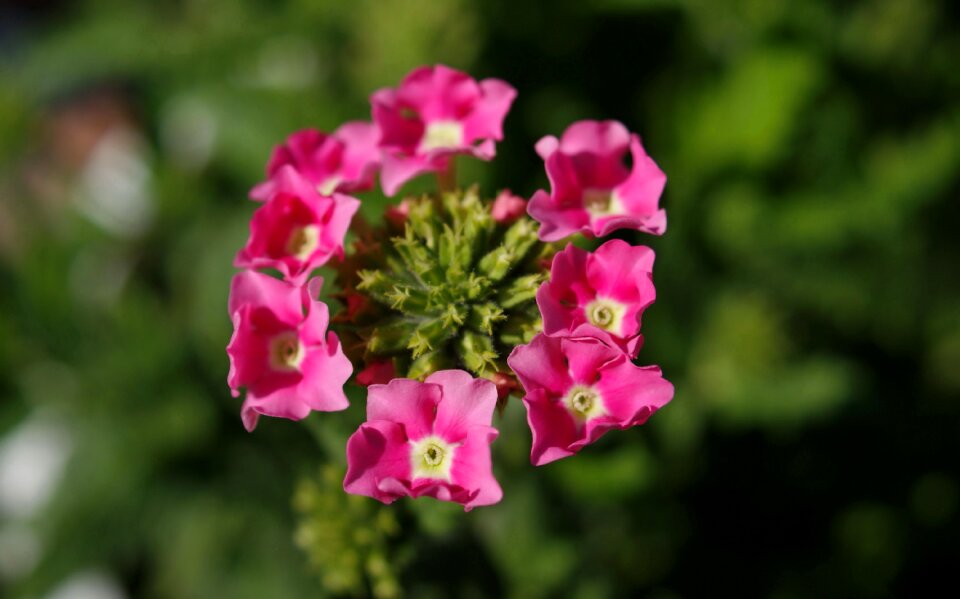 Fauna flowers macro photo