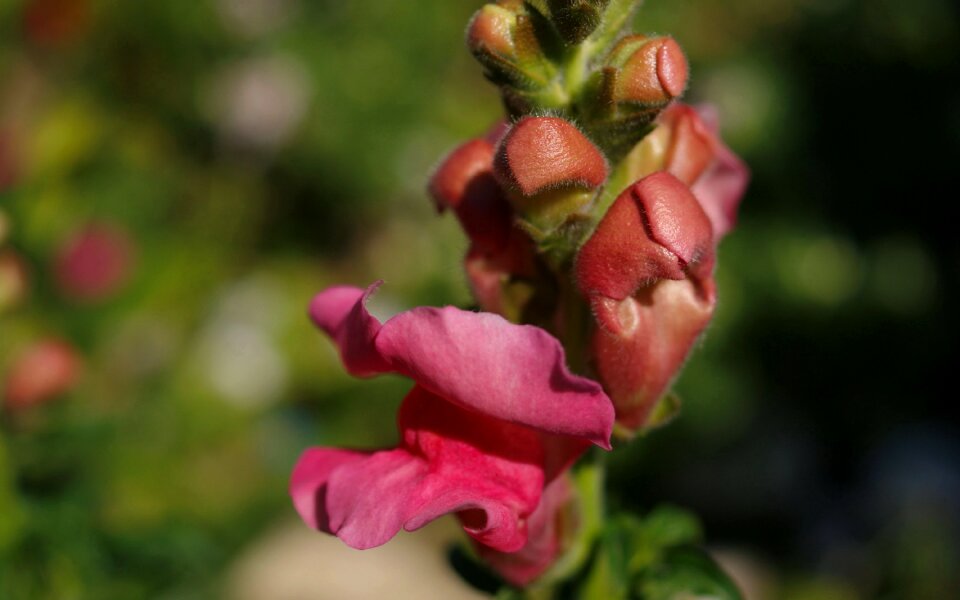 Fauna flowers macro