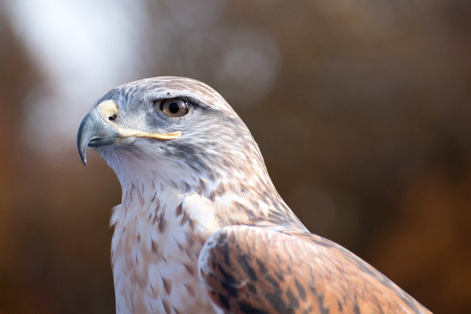 Raptor wildlife predator photo