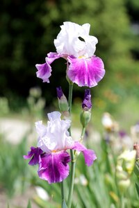 Nature garden flowers garden