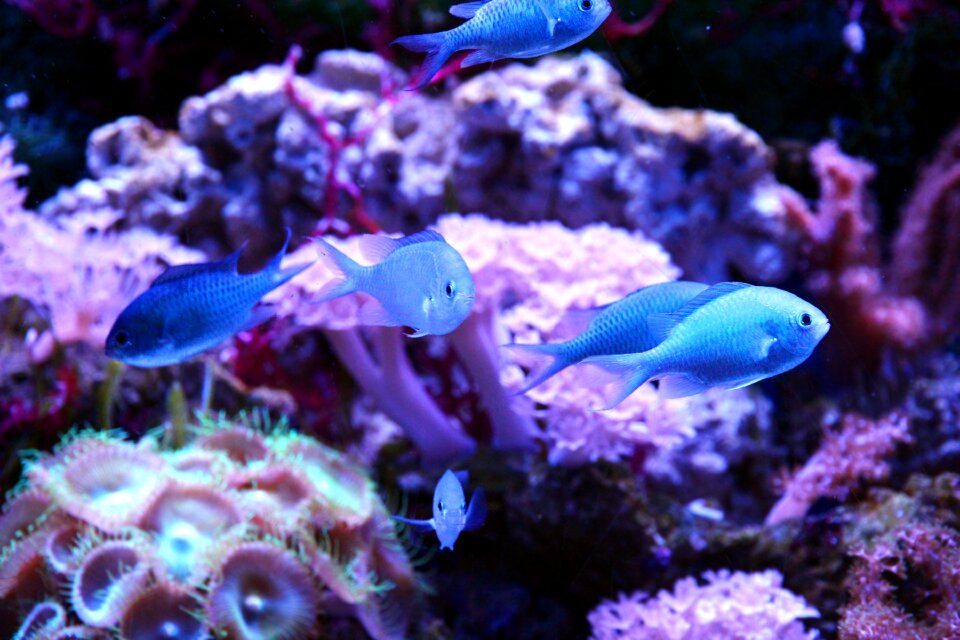 Fish animals sea ​​fish
