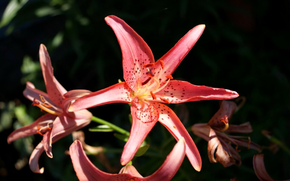 Fauna flowers macro