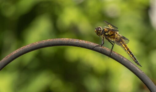 Close up nature photography