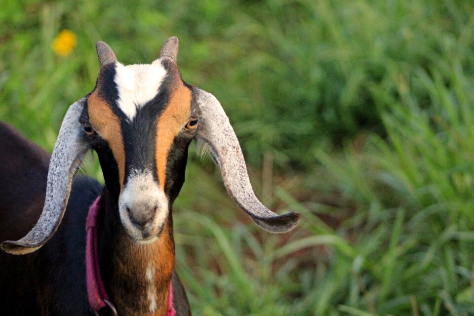 Livestock pet horns