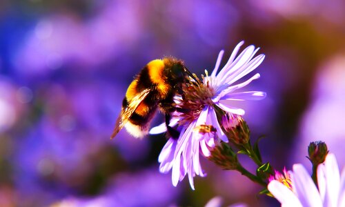 Flower animals nature
