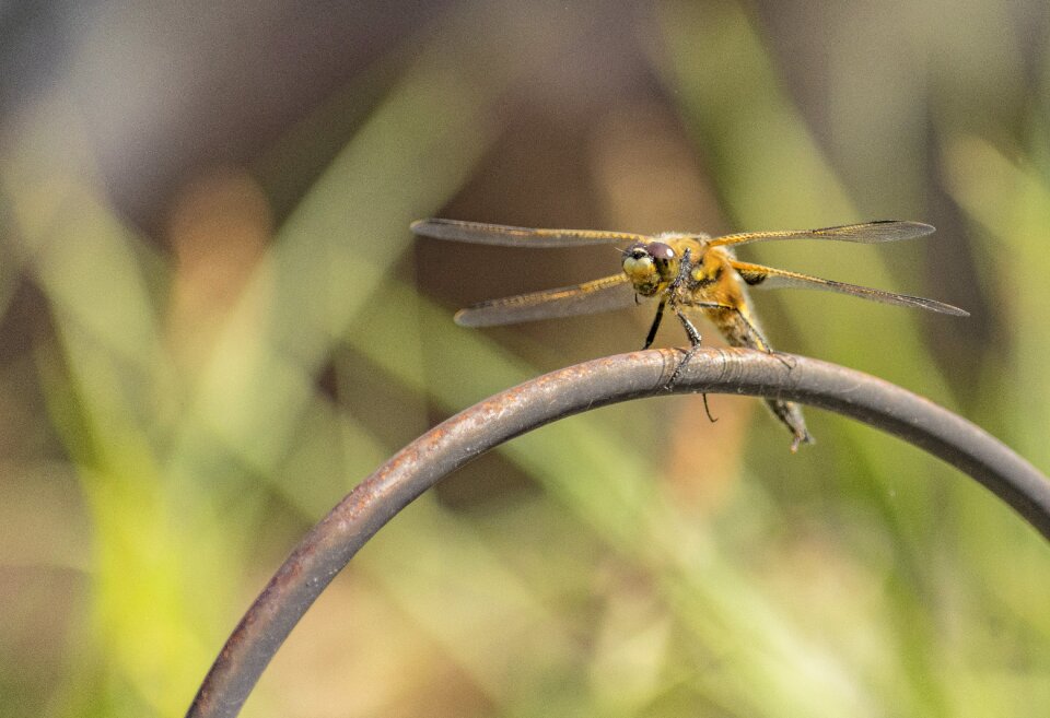 Close up nature photography