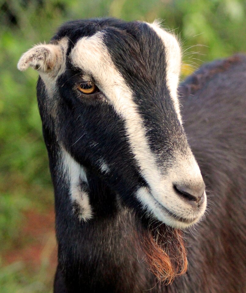 Livestock pet agriculture