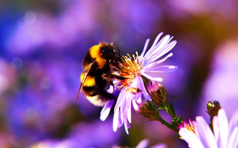 Flower animals nature