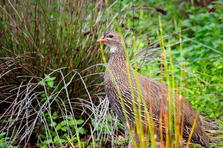 Nature animal wildlife photo