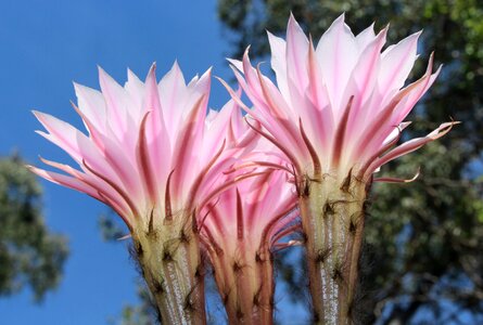 Stripey prickly blue sky
