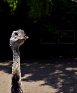 Nature neck emu