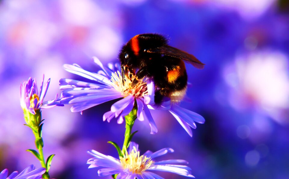 Flower animals nature