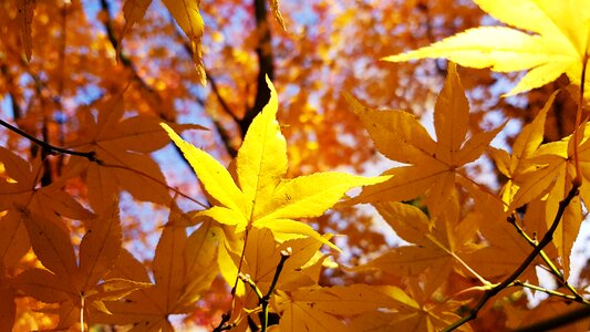 Leaf yellow orange
