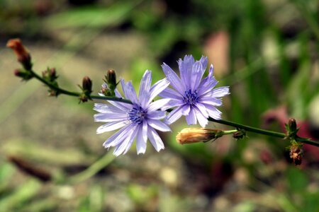 Nature violet nice