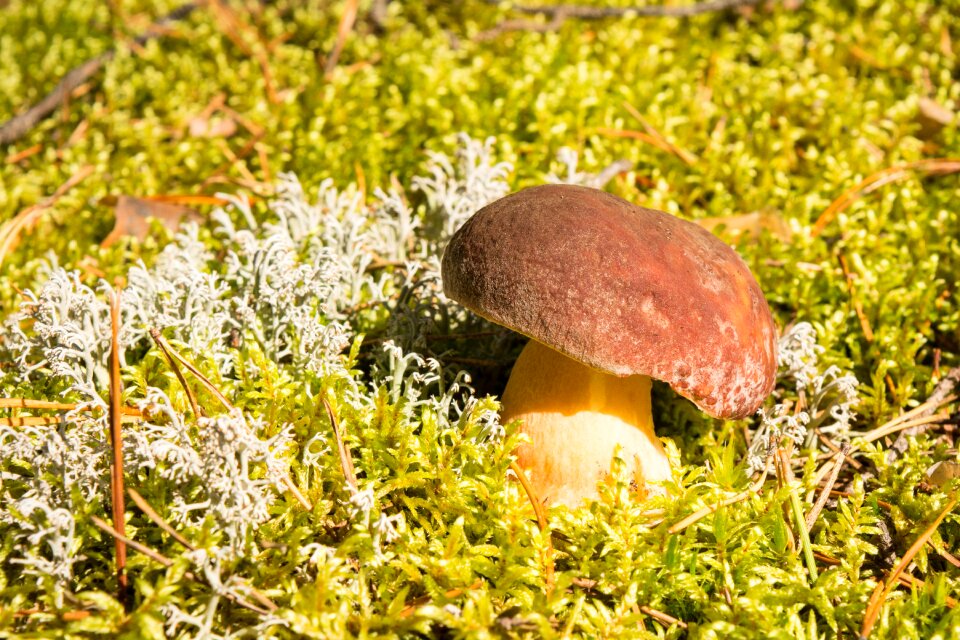 Nature autumn season