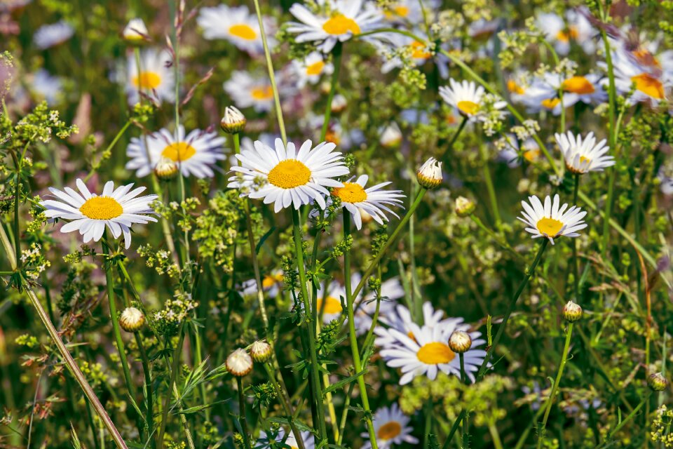Nature meadow flower meadow