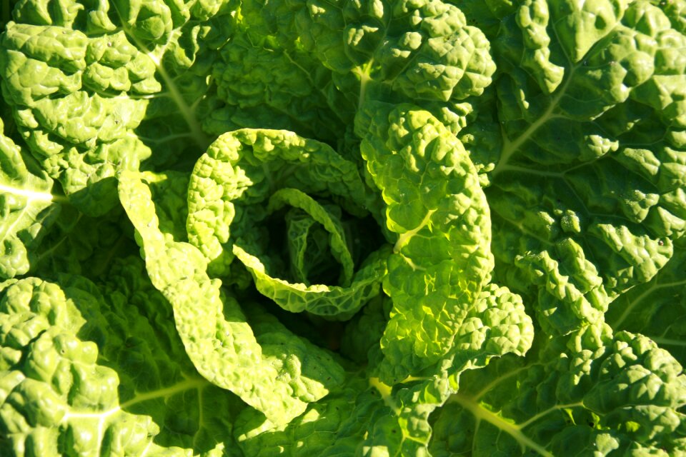 Healthy food winter vegetables