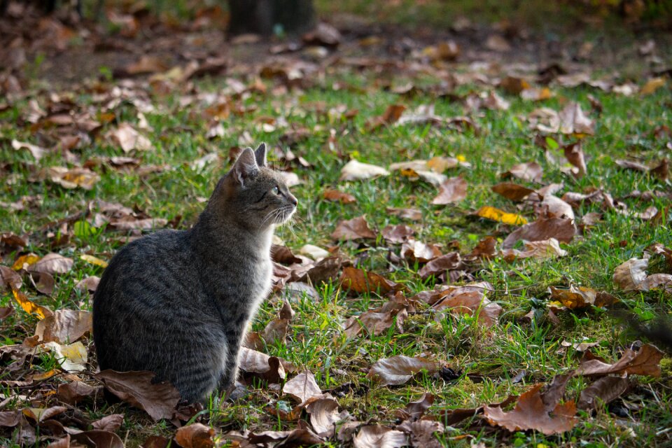 Autumn garden looking