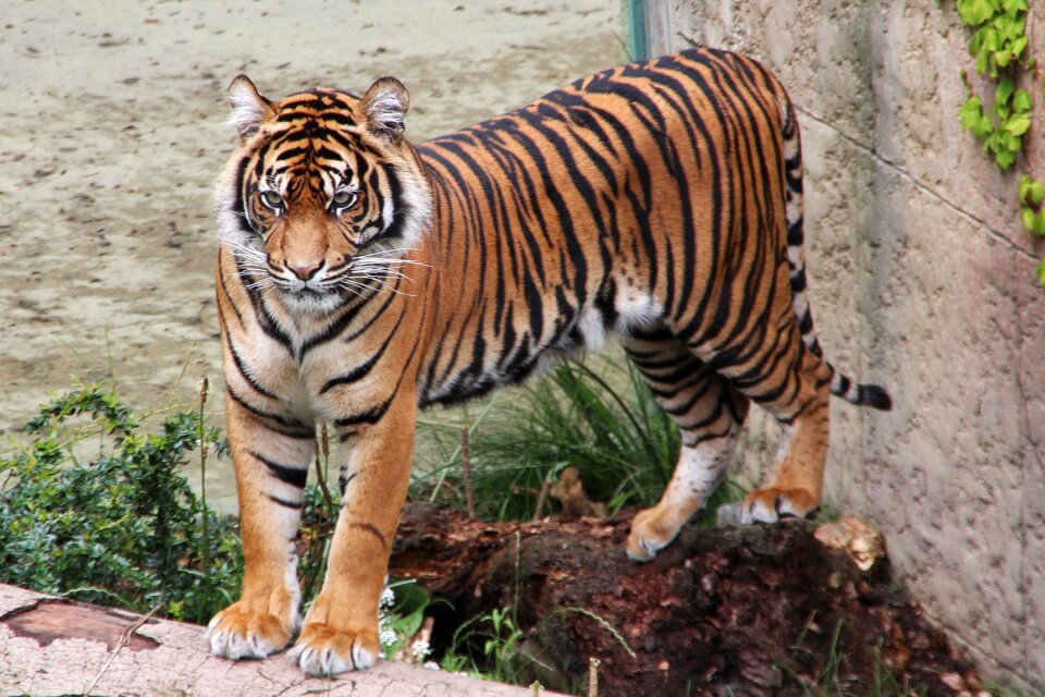 Animal world wildcat cat