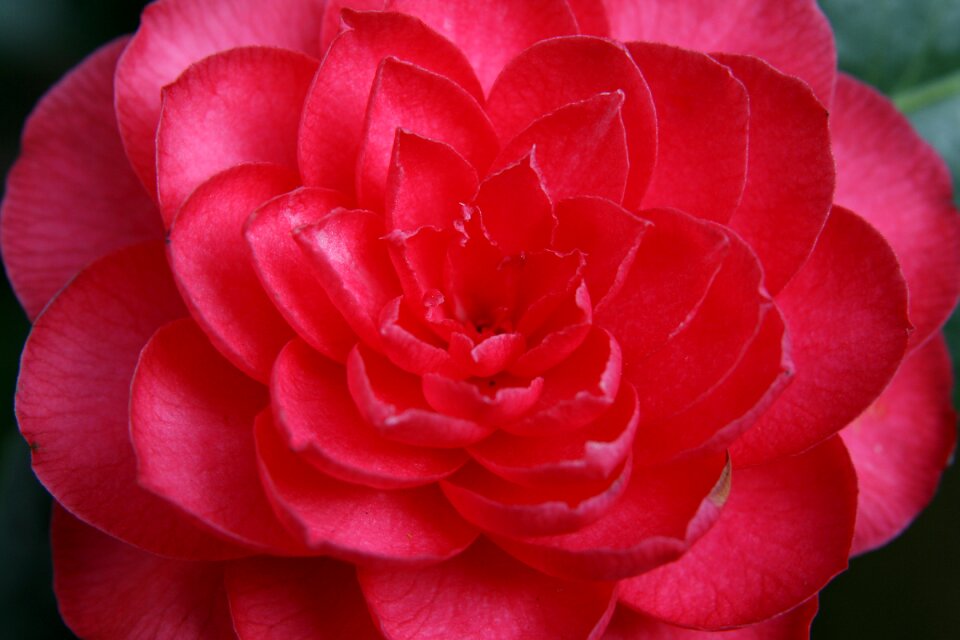Red bloom camellia flower