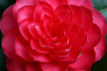 Red bloom camellia flower photo
