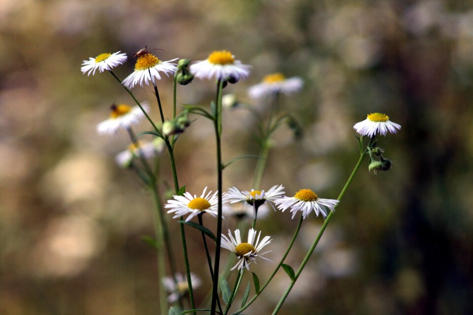 Nature nice plants