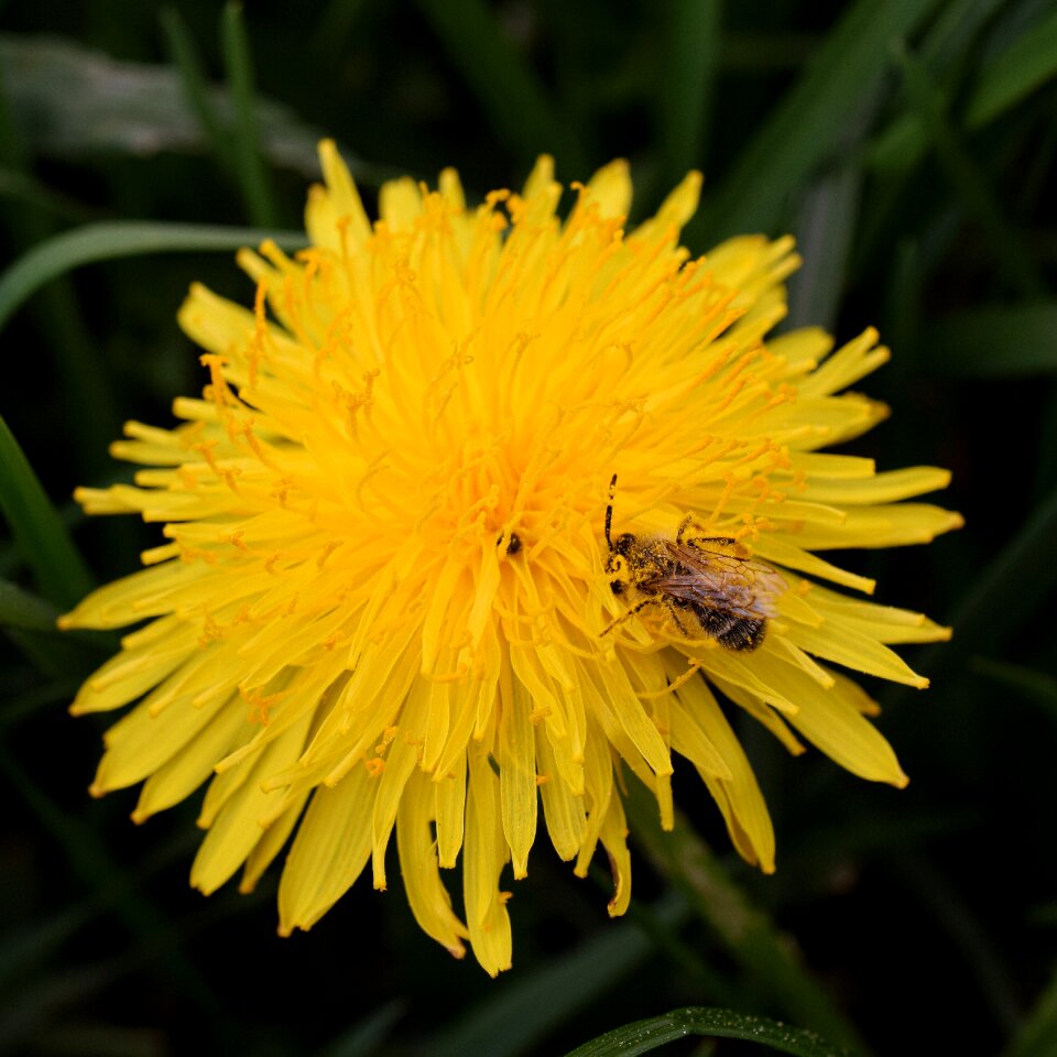 Bee nectar macro close up