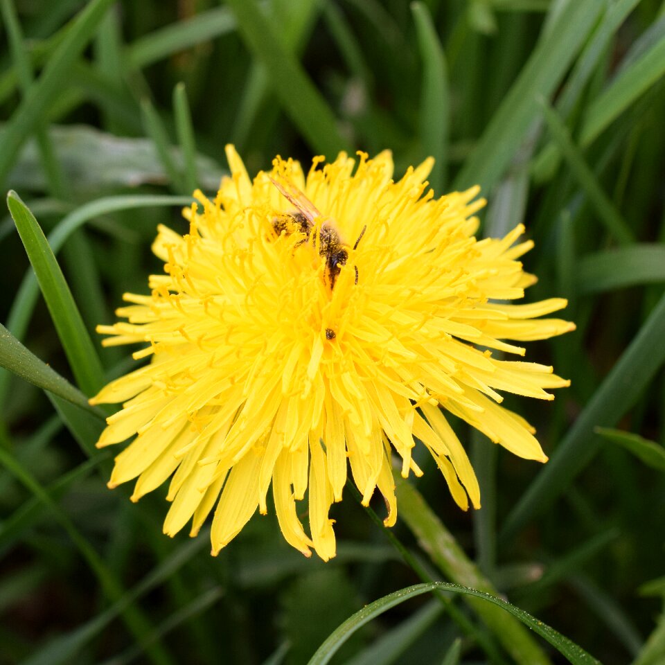 Bee nectar macro close up