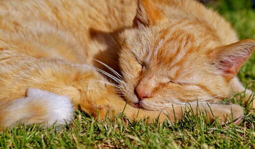 Redheaded rest sleep