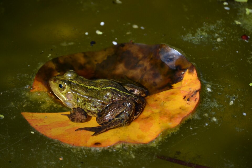 Frog pond amphibian lily pad