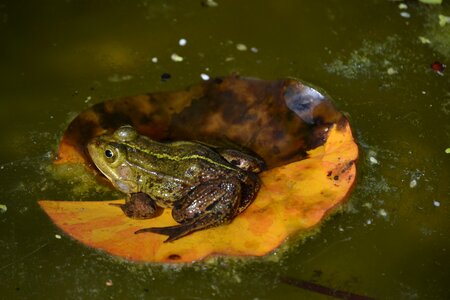 Frog pond amphibian lily pad photo
