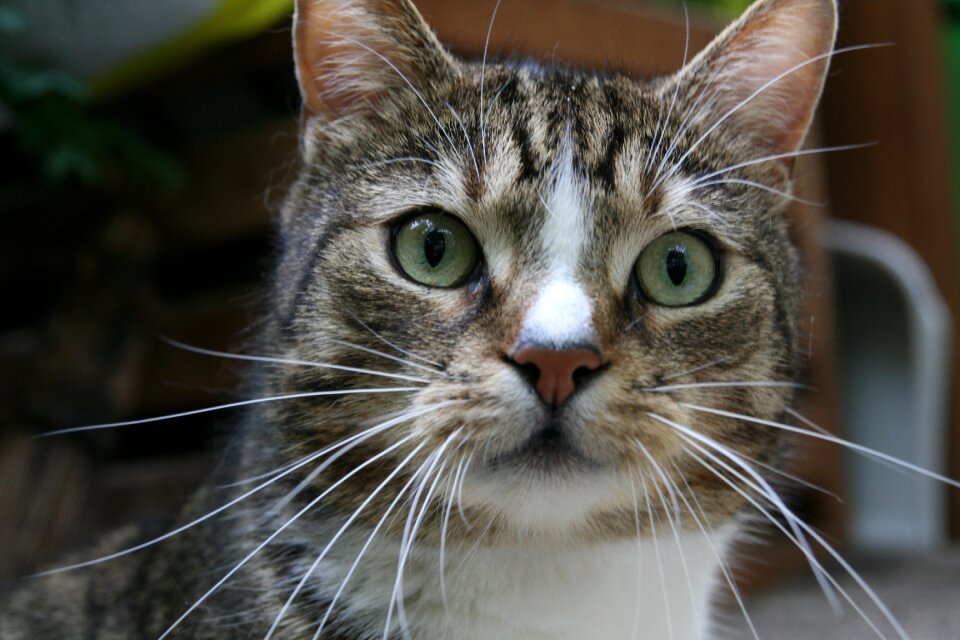 Domestic cat eyes cat face